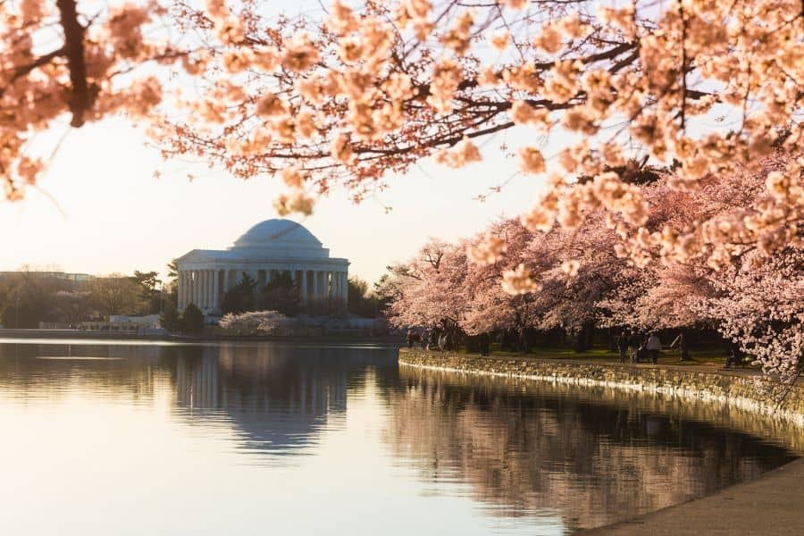 view of Washington D.C. monument and the cherry blossom trees